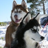 think wolf, act human (@scottd44) 's Twitter Profile