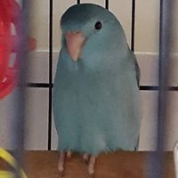 Jem (@jemofthepac) 's Twitter Profile