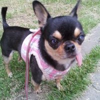 Mika( Dog Trainer and Groomer )(@Mika60784415) 's Twitter Profile Photo