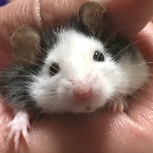 現在10匹飼育しているパンダマウスの動画や画像記事をアップしていきます。