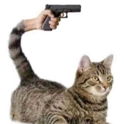 cat gun