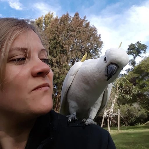 Post-doc at the Aplin Lab for Cognitive Ecology ( @EcoEvo_ANU), exploring sociality and cognition of sulphur-crested cockatoos