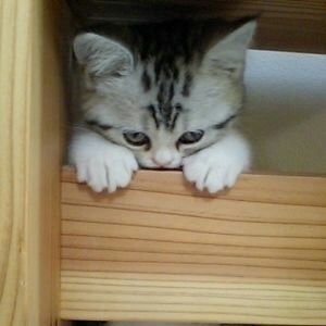 いじける くそ猫 Twitter いじける くそ猫 Twitter