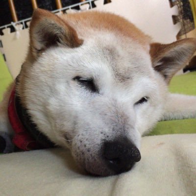 zasikikko's profile picture. アコギ好きのフツー（だと思ってる）の人です。ソロギターが主なので弾き語り殆どしません。どうでもいい事しか呟いておりません。ご了承下さい。フォローはご自由に。無言フォローごめんなさい。FF外とかの挨拶も不要です。https://t.co/AqT1ijL9E2