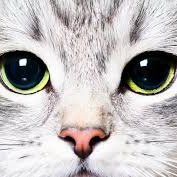 pussycatdolls98's profile picture. 