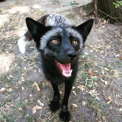 I'm a lucky fox that got rescued from a fur farm along with my friend Cyril  🦊 I'm tweeting to help rescue my friends that are still in cages!