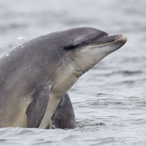 Owner of Dolphin View Cottages Hillockhead. Self-catering accommodation with stunning views and wildlife. Photographer, author & wildlife tour guide. #blackisle