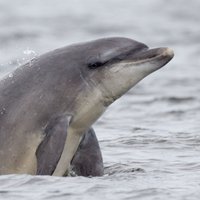 DolphinViewHillockhead Tim Stenton(@timstenton) 's Twitter Profile Photo