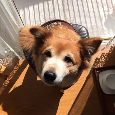 MIYUU_8101's profile picture. 