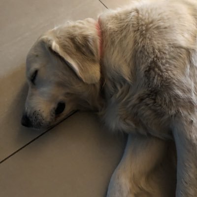 SausaisAtlikums's profile picture. keeping an eye on the clowns