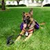 Fred the Preparedness Dog - Emeritus (@fredprepdog) Twitter profile photo Fred the Preparedness Dog - Emeritus (@fredprepdog) Twitter profile photo