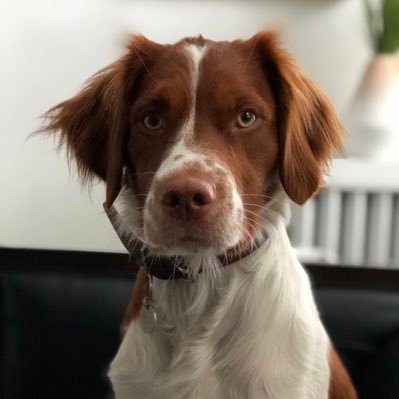 I’m a spoiled-rotten bird dog living the good life ... but I’m also a very good boy