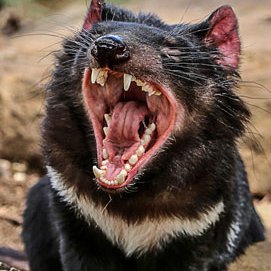 roboticbird_'s profile picture. Wanna see a cool trick?

˙uʍop ǝpısdn ɯɐ I

Pretty cool, huh?