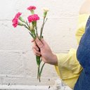 Daisy Petals - @Daisyy_Petals - Twitter