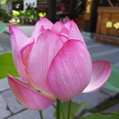 ameboushi's profile picture. ネイル&shopping&旅行大好き
後、食べ歩きも大好き(=´∇｀=)
