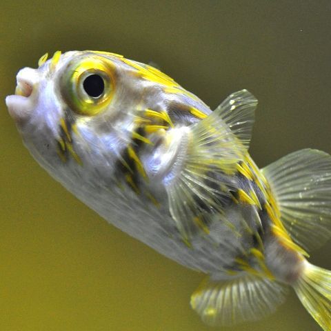 好きなもの:パズル、旅行、料理、水族館 ここ数年はペンシルパズルをメインに、ジャンル問わず解いたり作ったり調べたり。ここでは大抵パズルのことばかり言っています。