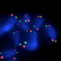 Hockemeyer Lab (@hockemeyerlab) 's Twitter Profile