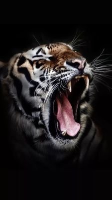 katereggatevin's profile picture. ilivevicariouslywithmylife