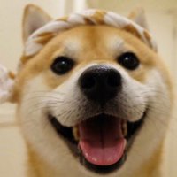Canis lupus familiar (@familiarcanis) 's Twitter Profile