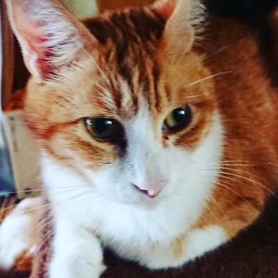 沢山の数の猫と暮らしてます。これ以上増やせないので、命がつながるようにリツイートでお手伝いします！動物達の幸せを願っています。殺処分ゼロになりますように！