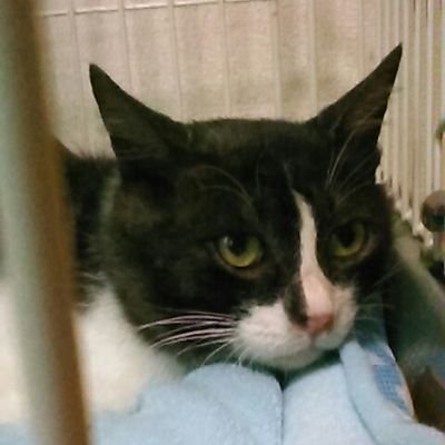 nekozukimiyoko's profile picture. 