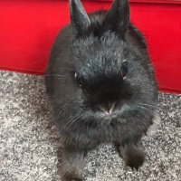 Reggie the rabbit(@rabbit_reggie) 's Twitter Profile Photo