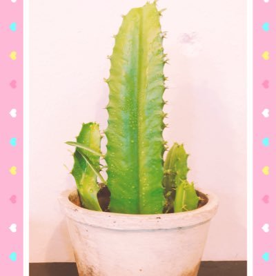 気楽に生きてます🌵