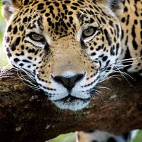 Sterling Elementary - 3rd Grade (@3rdsterling) 's Twitter Profile