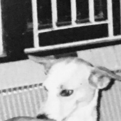 DogStateOfMind's profile picture. Communicator. Pawsonal a/c‘s order: me & Micky Mickelodeon (breed: #rescue); other animals; then the social animal. I own up to my flaws+🐾typaws🐾