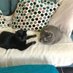 Toby and Maisie (@maisie_toby) Twitter profile photo Toby and Maisie (@maisie_toby) Twitter profile photo