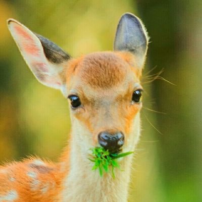 鹿と奈良が好きで写真撮ってる📷🦌
旅が大好き！ #鹿の旅レポ
カブ2台(MD&JA42)とSRVとラパンに乗って何処へでも
写真垢➡ @Makicamera
HP(作品集)➡ https://t.co/fvX3dbFLww