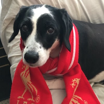 ⚽ Footy fanatic, doggy dad, true crime & horror enthusiast  @mizzou @lfc @royals @sportingkc @chiefs