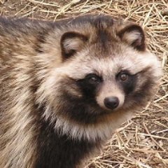 ぽこたろさんのプロフィール画像