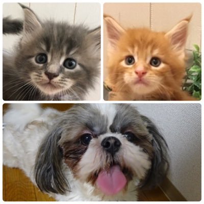 エニー いよかん れんげ と お母ちゃん Syqhtd97tvilxra Twitter