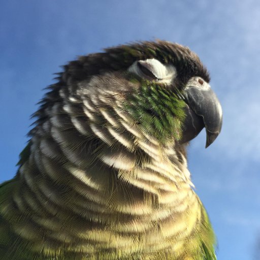 Dystrophical's profile picture. 