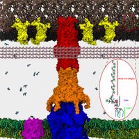 AntibioticPermeation (@apermeation) 's Twitter Profile