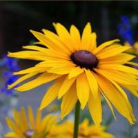 Jo Ann E. Smothers (YaYa) (@sfggb1937) 's Twitter Profile