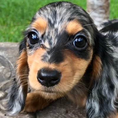 Elegant Dachshunds, located in beautiful East Texas