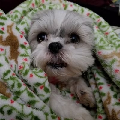 Newfoundlander living in Nova Scotia. Dog lover...💙Lucien crossed the Rainbow Bridge March 13, 2020 and 💗Pepper crossed the Rainbow Bridge January 12, 2019.