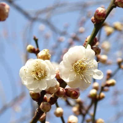 白梅 Whiteplum371 تويتر 白梅 Whiteplum371 تويتر