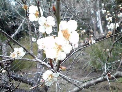 taizanfkun's profile picture. 桜よりも梅、太陽よりも月……私は陰の存在……