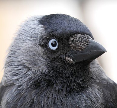 I am retired but I was previously in the oil industry
I am interested in corvids