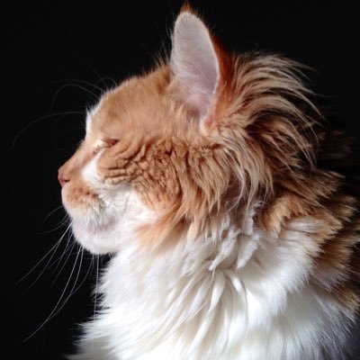 campbellru24 Profile Picture