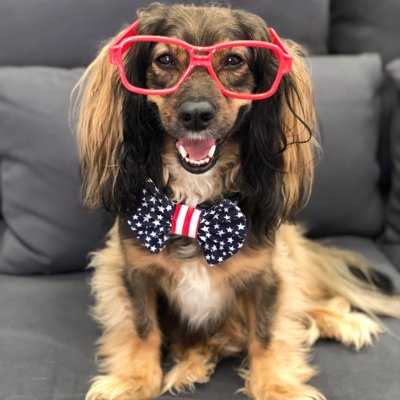 Rescued spaniel mix in Austin, TX.  Therapy dog who visits hospitals & schools. Also @FreddyPickles on Instagram!