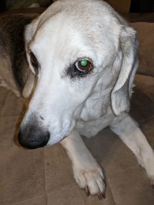 17 yr old CBD Loving Bagel-Hound