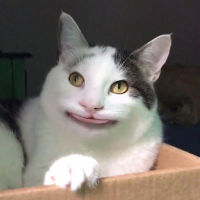 Pokemon Ollie the polite cat