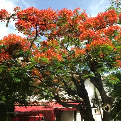 celaldincer24's profile picture. E. Mülki İdare Amiri