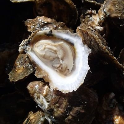 Oyster Aquaculture in Eastpoint, FL. We are producing the highest quality and the freshest local oysters right here in Florida.