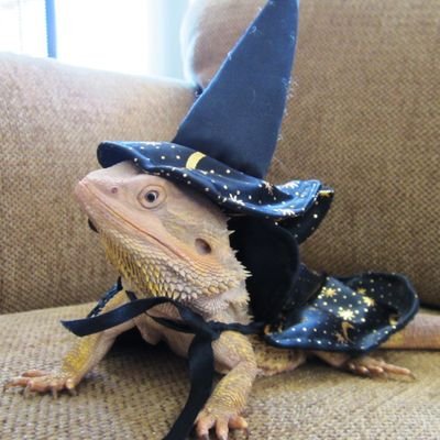 lizardlythings's profile picture. fuck cops