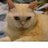 ネコ丸のアイコン
